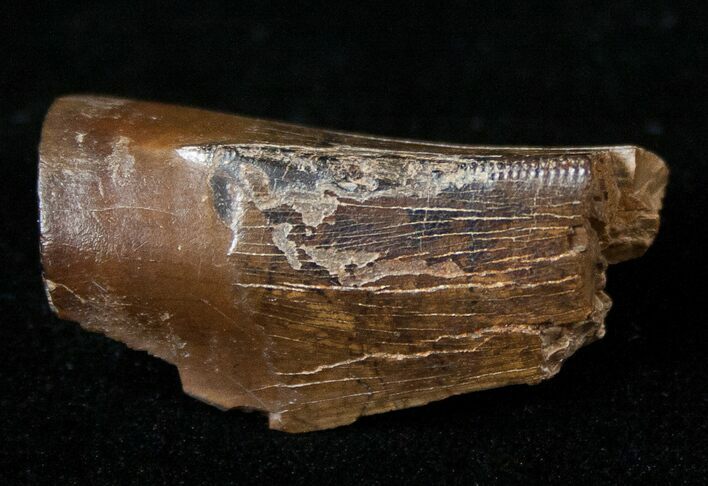 Tyrannosaurid Tooth Fragment - Montana #15219